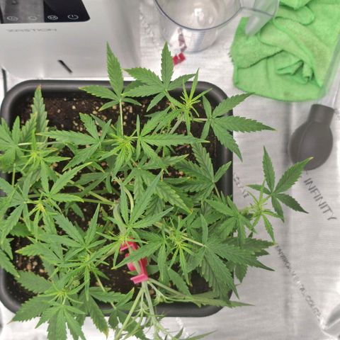 Epsilon growlog timeline photo