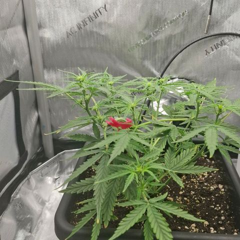 Epsilon growlog timeline photo