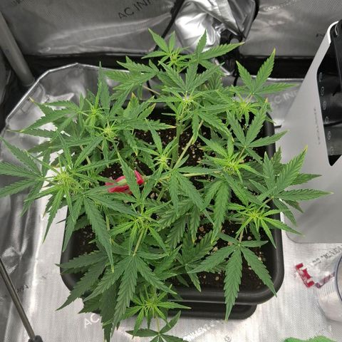 Epsilon growlog timeline photo