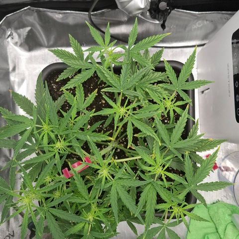 Epsilon growlog timeline photo