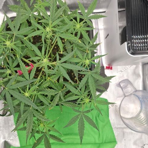 Epsilon growlog timeline photo