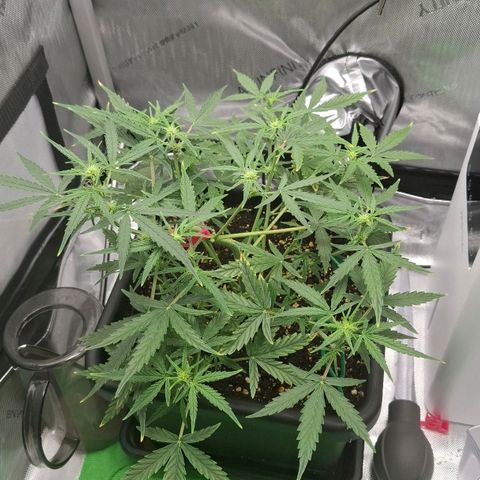 Epsilon growlog timeline photo
