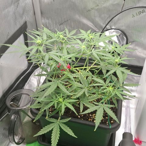 Epsilon growlog timeline photo
