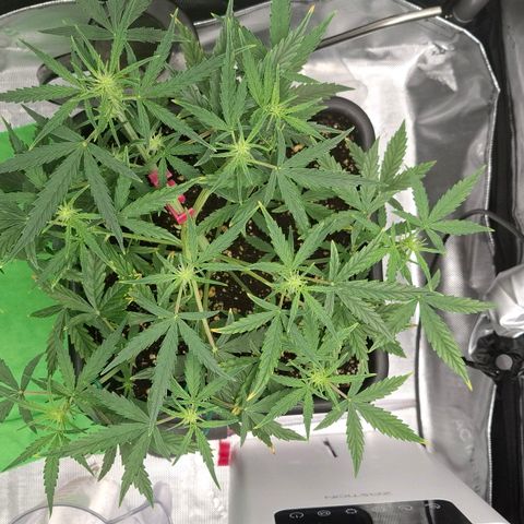 Epsilon growlog timeline photo
