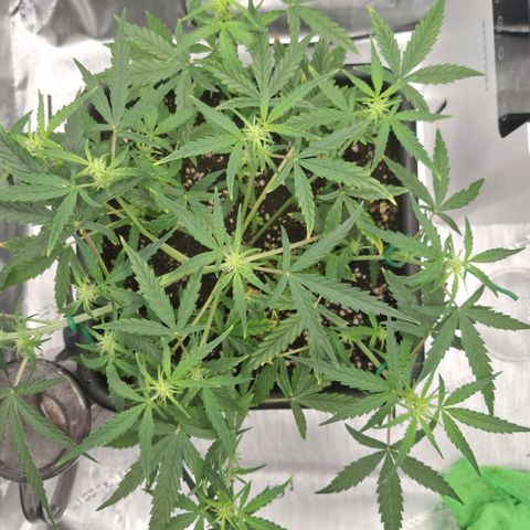 Epsilon growlog timeline photo