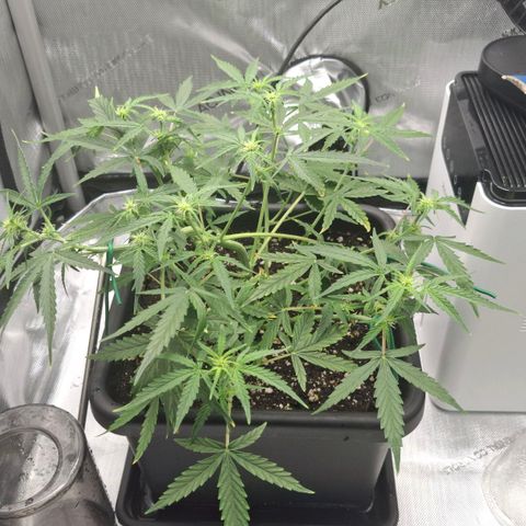 Epsilon growlog timeline photo