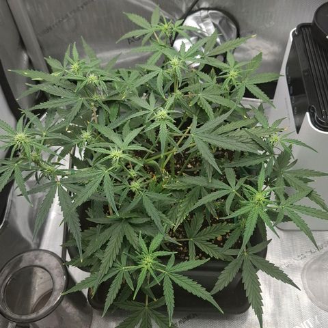 Epsilon growlog timeline photo