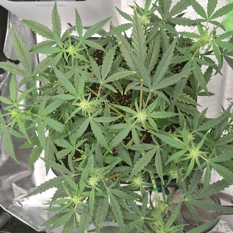 Epsilon growlog timeline photo