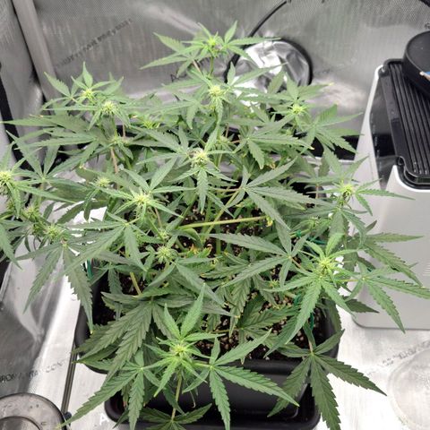 Epsilon growlog timeline photo