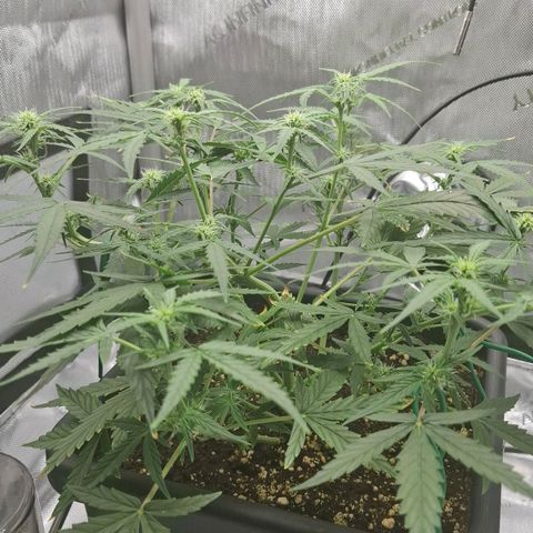 Epsilon growlog timeline photo