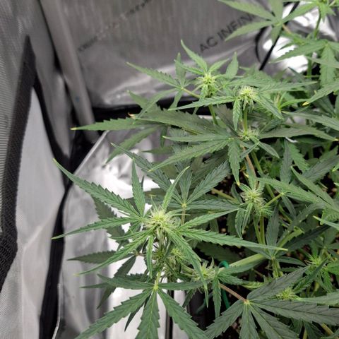 Epsilon growlog timeline photo