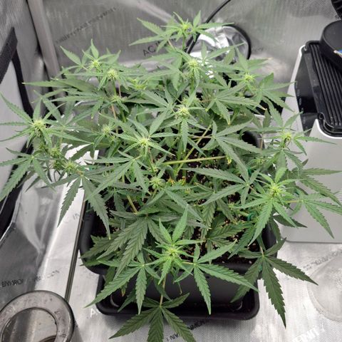 Epsilon growlog timeline photo