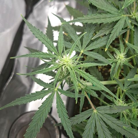Epsilon growlog timeline photo