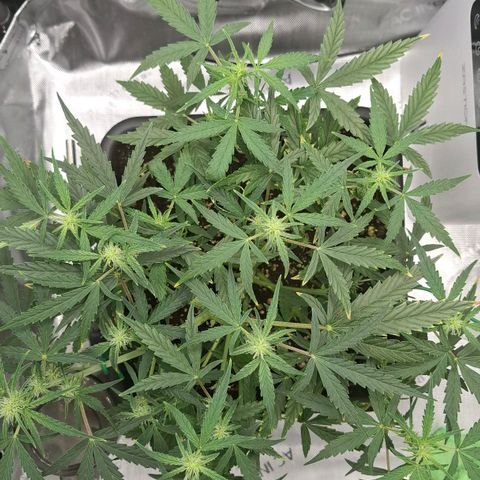 Epsilon growlog timeline photo