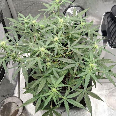 Epsilon growlog timeline photo