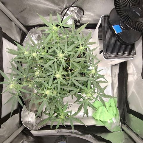 Epsilon growlog timeline photo