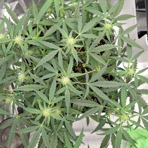 Epsilon growlog timeline photo