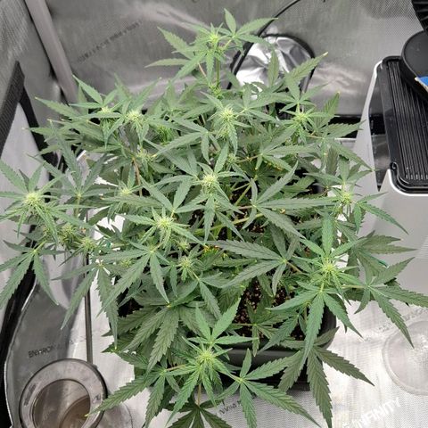 Epsilon growlog timeline photo