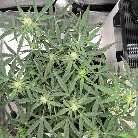Epsilon growlog timeline photo