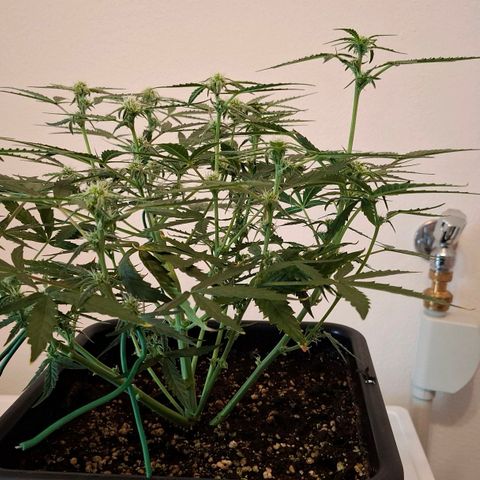 Epsilon growlog timeline photo