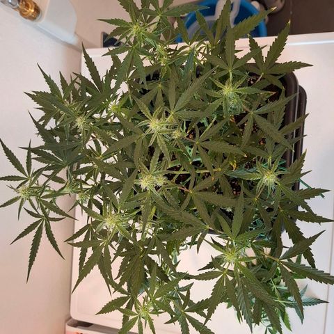 Epsilon growlog timeline photo