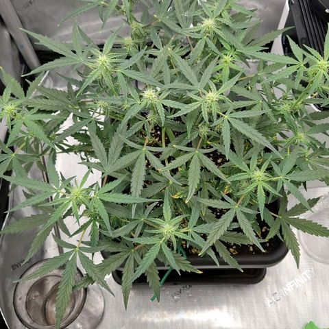 Epsilon growlog timeline photo