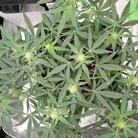 Epsilon growlog timeline photo