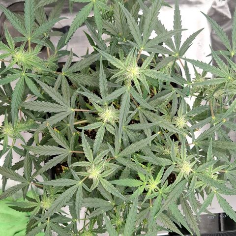 Epsilon growlog timeline photo