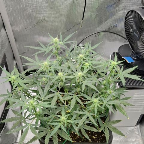 Epsilon growlog timeline photo