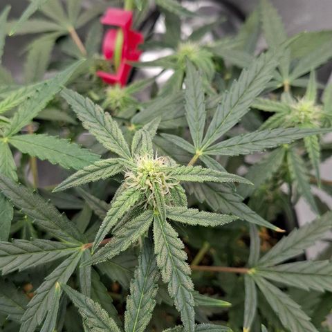 Epsilon growlog timeline photo