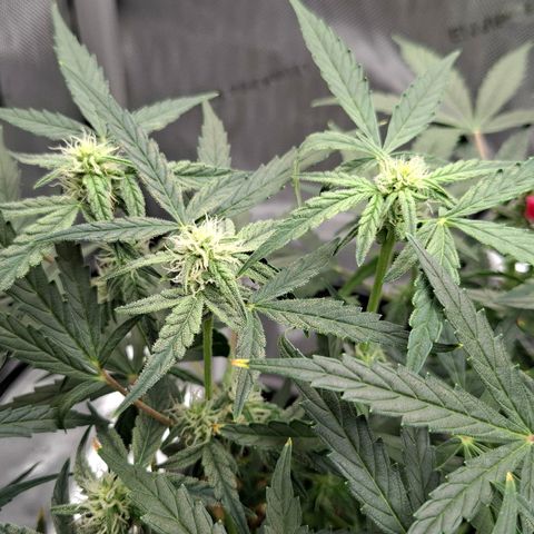 Epsilon growlog timeline photo