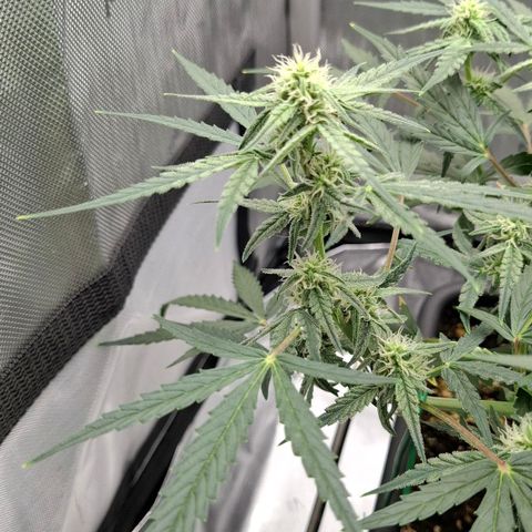 Epsilon growlog timeline photo
