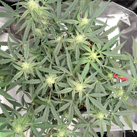 Epsilon growlog timeline photo