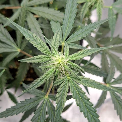Epsilon growlog timeline photo