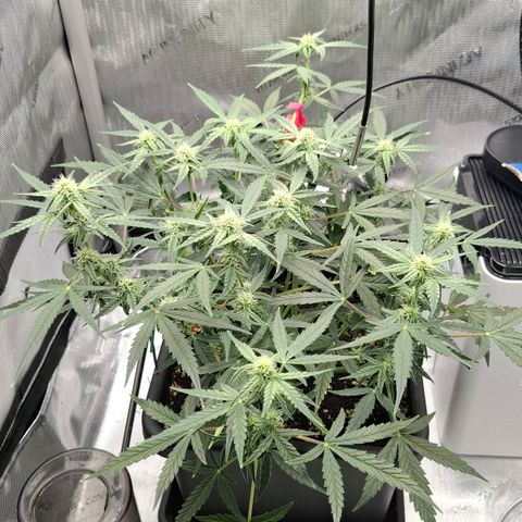 Epsilon growlog timeline photo