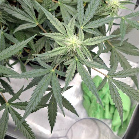 Epsilon growlog timeline photo