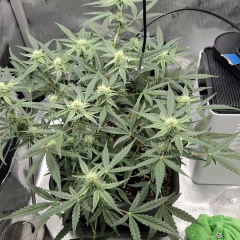 Epsilon growlog timeline photo
