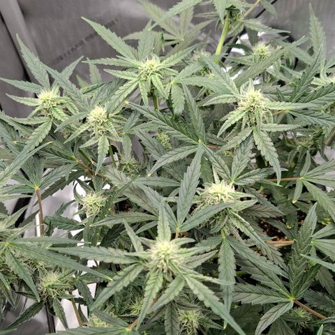 Epsilon growlog timeline photo