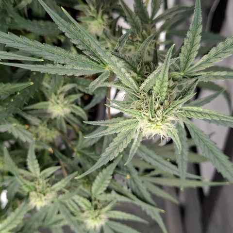 Epsilon growlog timeline photo