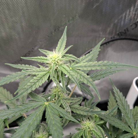 Epsilon growlog timeline photo