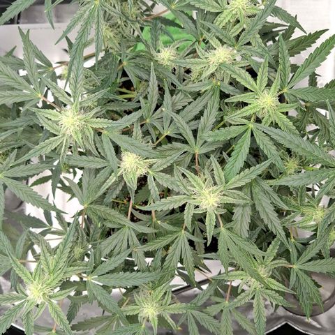 Epsilon growlog timeline photo