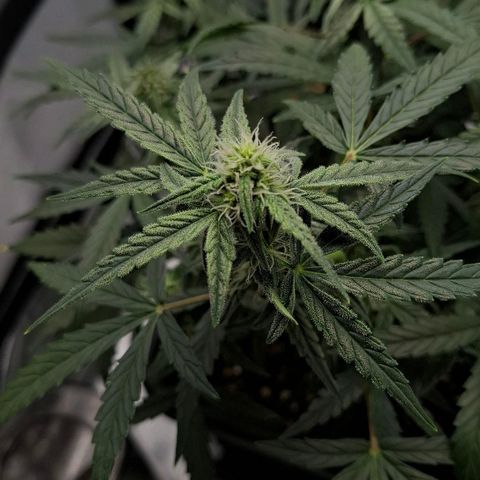 Epsilon growlog timeline photo