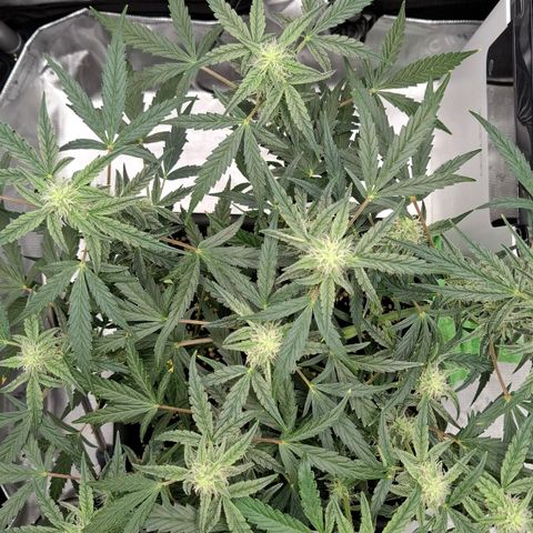 Epsilon growlog timeline photo
