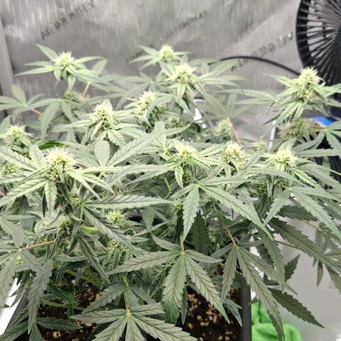 Epsilon growlog timeline photo