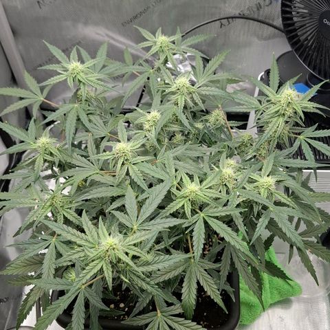 Epsilon growlog timeline photo