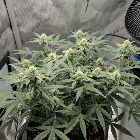 Epsilon growlog timeline photo