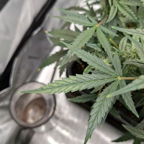 Epsilon growlog timeline photo
