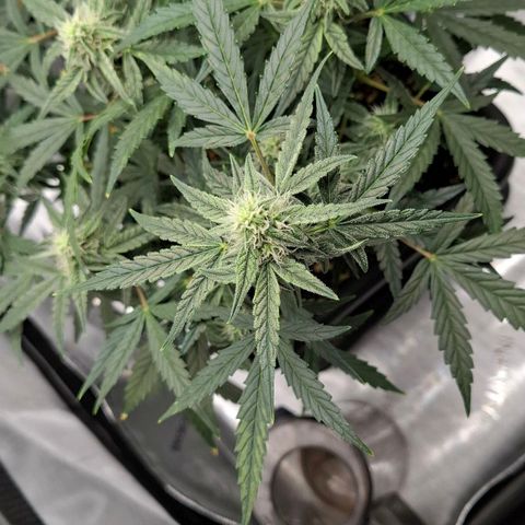 Epsilon growlog timeline photo