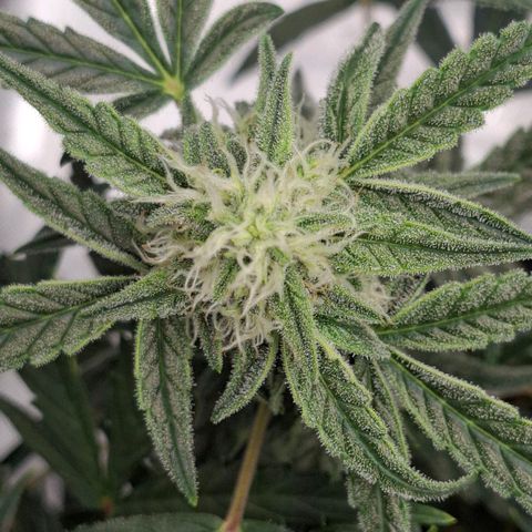 Epsilon growlog timeline photo