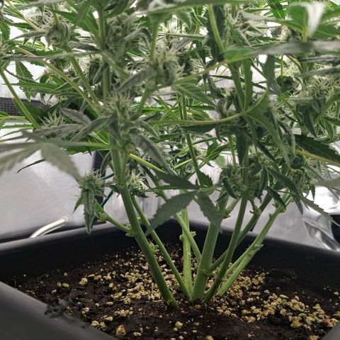Epsilon growlog timeline photo